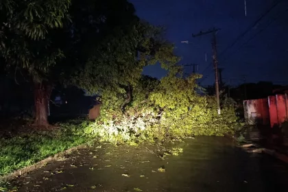 Árvore caída após temporal em Ituiutaba no início da noite desta quarta-feira